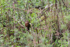 Trochalopteron imbricatum