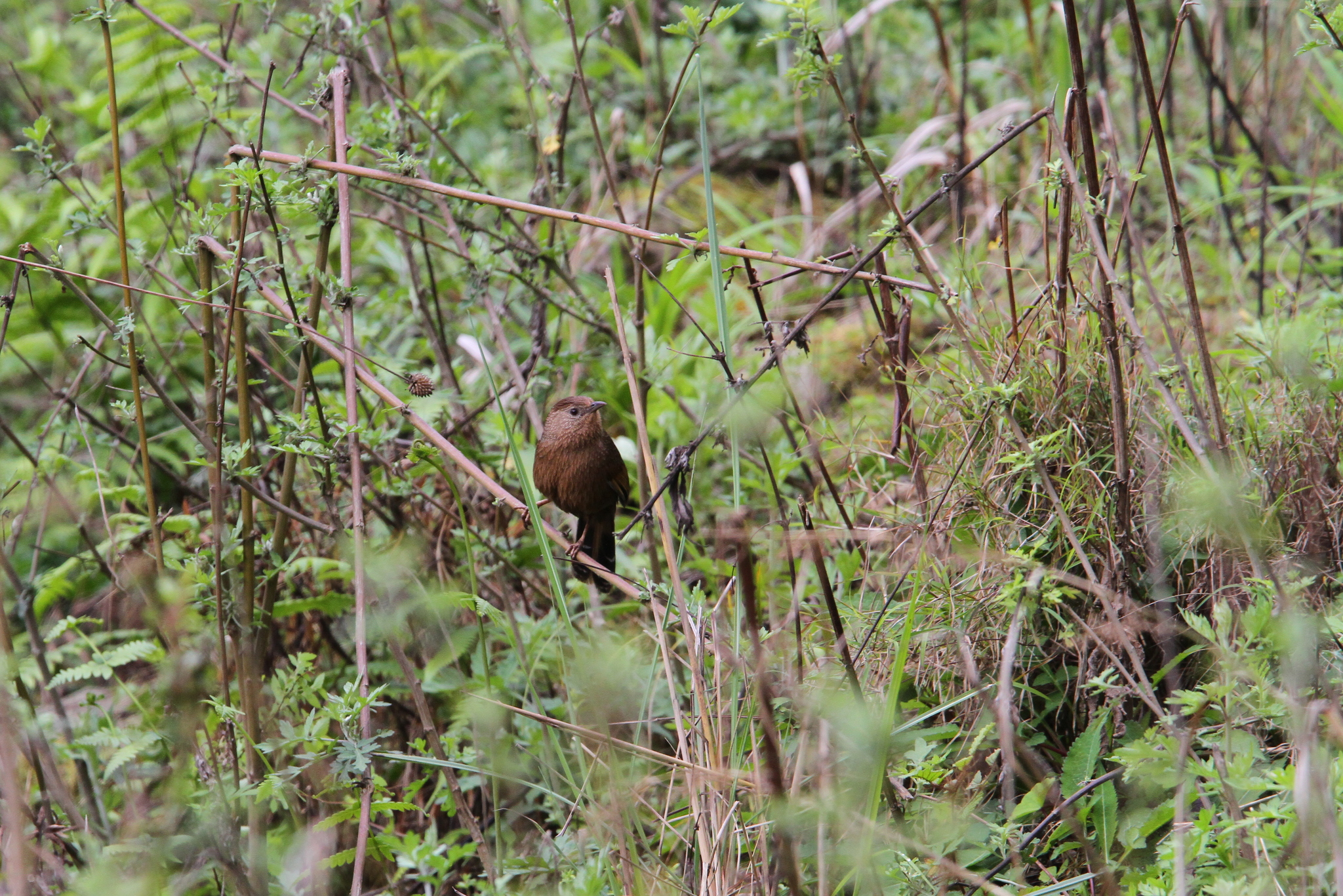 Bhutan Laughingthrush