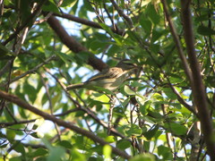 Vireo altiloquus