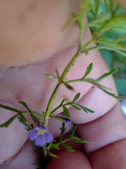 Leucospora multifida