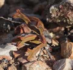 Crassula pyramidalis