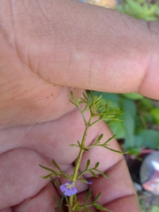 Leucospora multifida