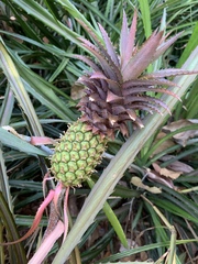 Ananas comosus microstachys