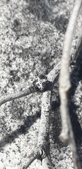 Isoxya cicatricosa