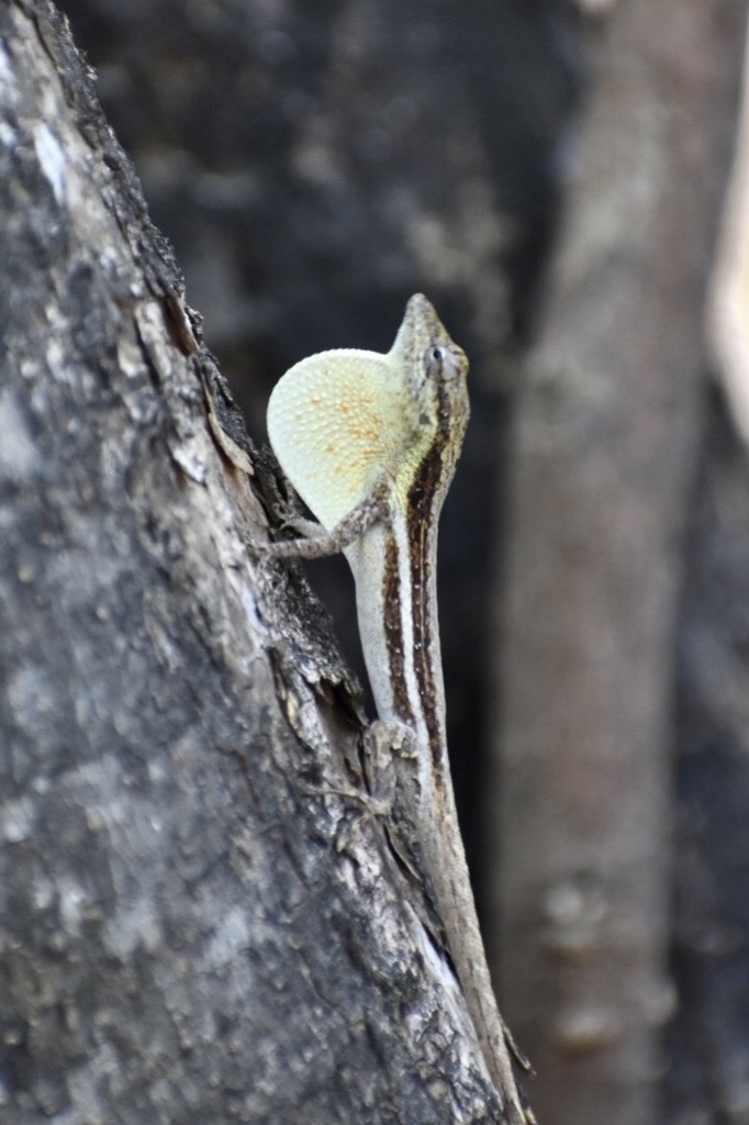 Oriente Pallid Anole