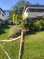 Sympetrum striolatum