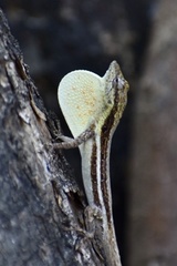 Anolis litoralis