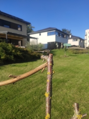 Sympetrum striolatum
