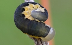 Tenthredo brevicornis