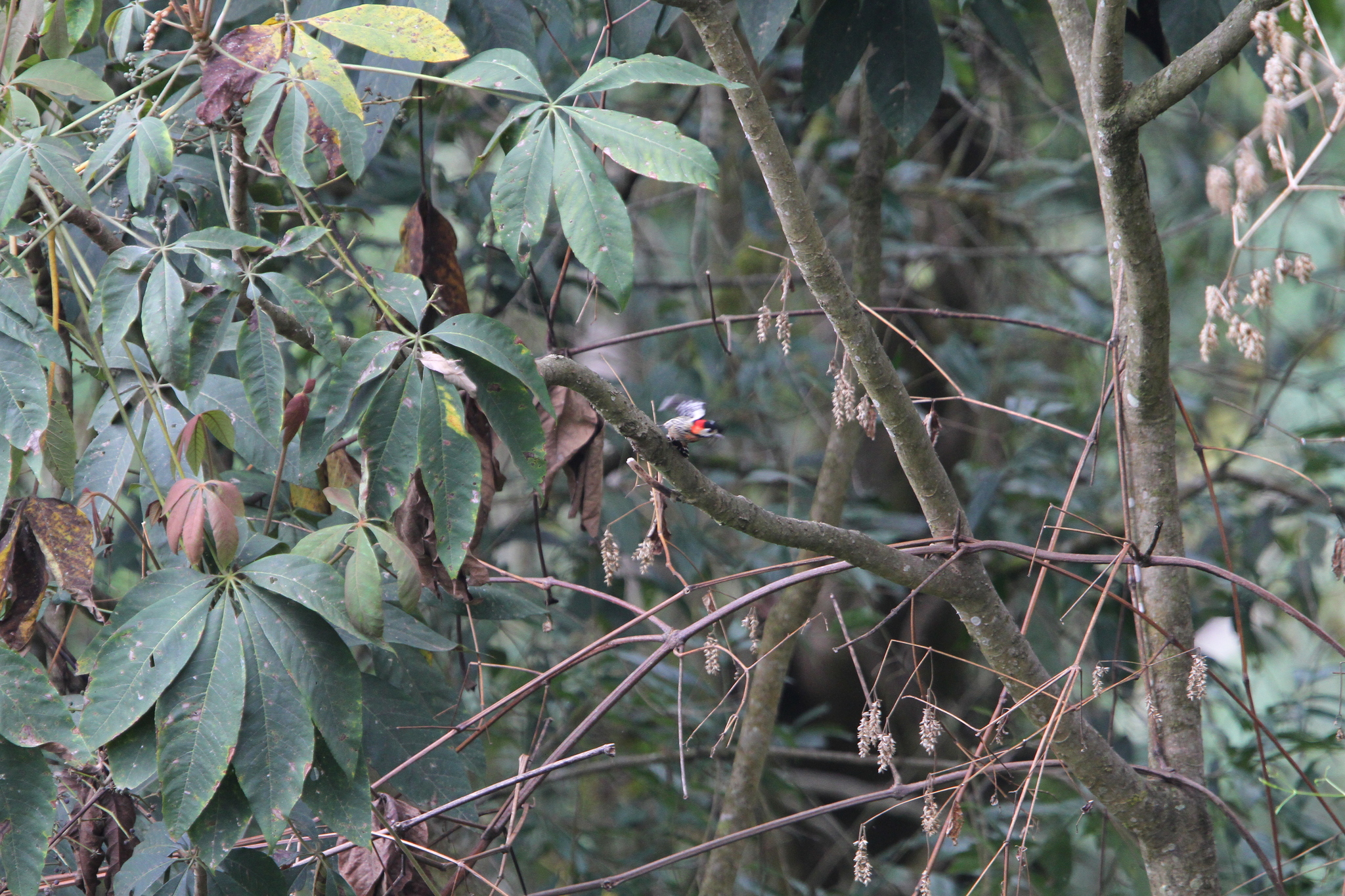Crimson-naped Woodpecker illustration