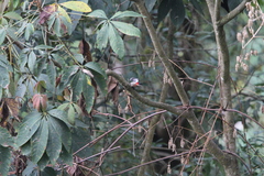 Dryobates cathpharius