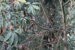 Dryobates cathpharius