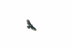 Nisaetus nipalensis