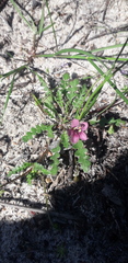 Diascia elongata