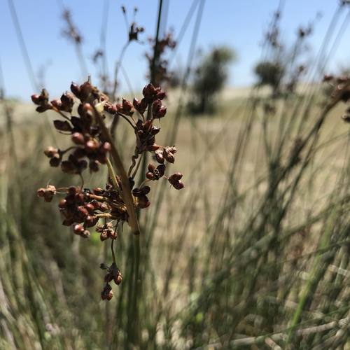 Coastal Rush (Juncus littoralis)