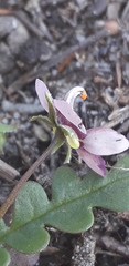 Diascia elongata