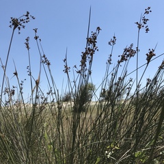 Juncus littoralis