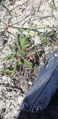 Diascia elongata