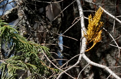 Arceuthobium abietinum