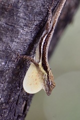Anolis litoralis