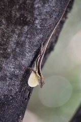 Anolis litoralis
