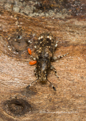 Eucorynus crassicornis