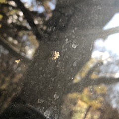 Harmostes fraterculus