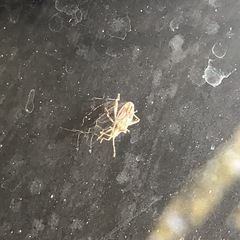 Harmostes fraterculus