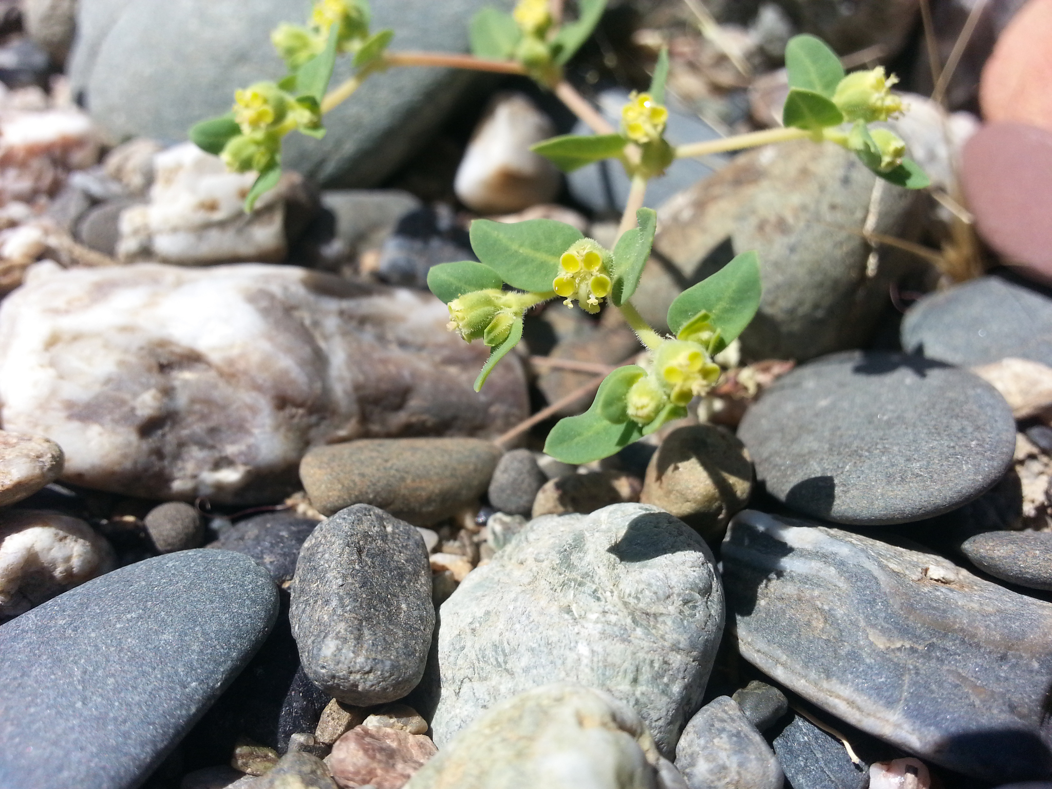 Euphorbia ocellata ssp. rattanii