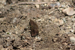 Carcharodini