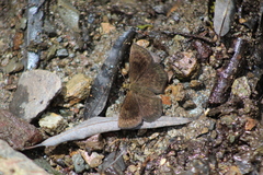 Carcharodini