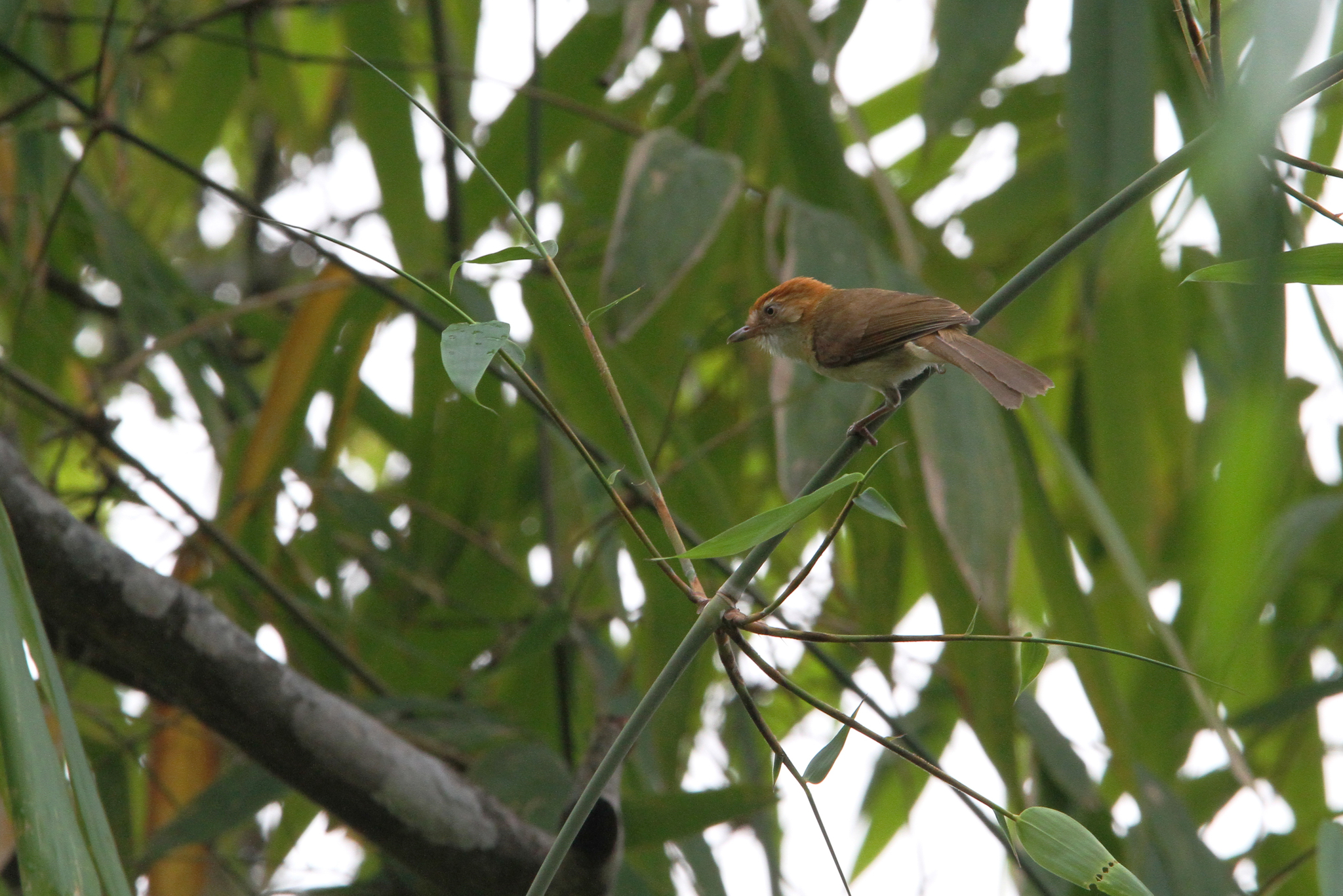 White-hooded Babbler