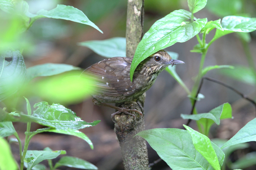 Eyebrowed Wren-Babbler (Napothera epilepidota), photo 3