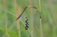 Tenthredo brevicornis