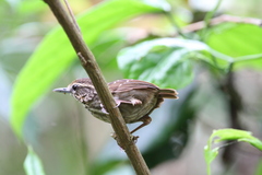 Eyebrowed Wren-Babbler photo 2