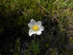 Anemonoides baldensis