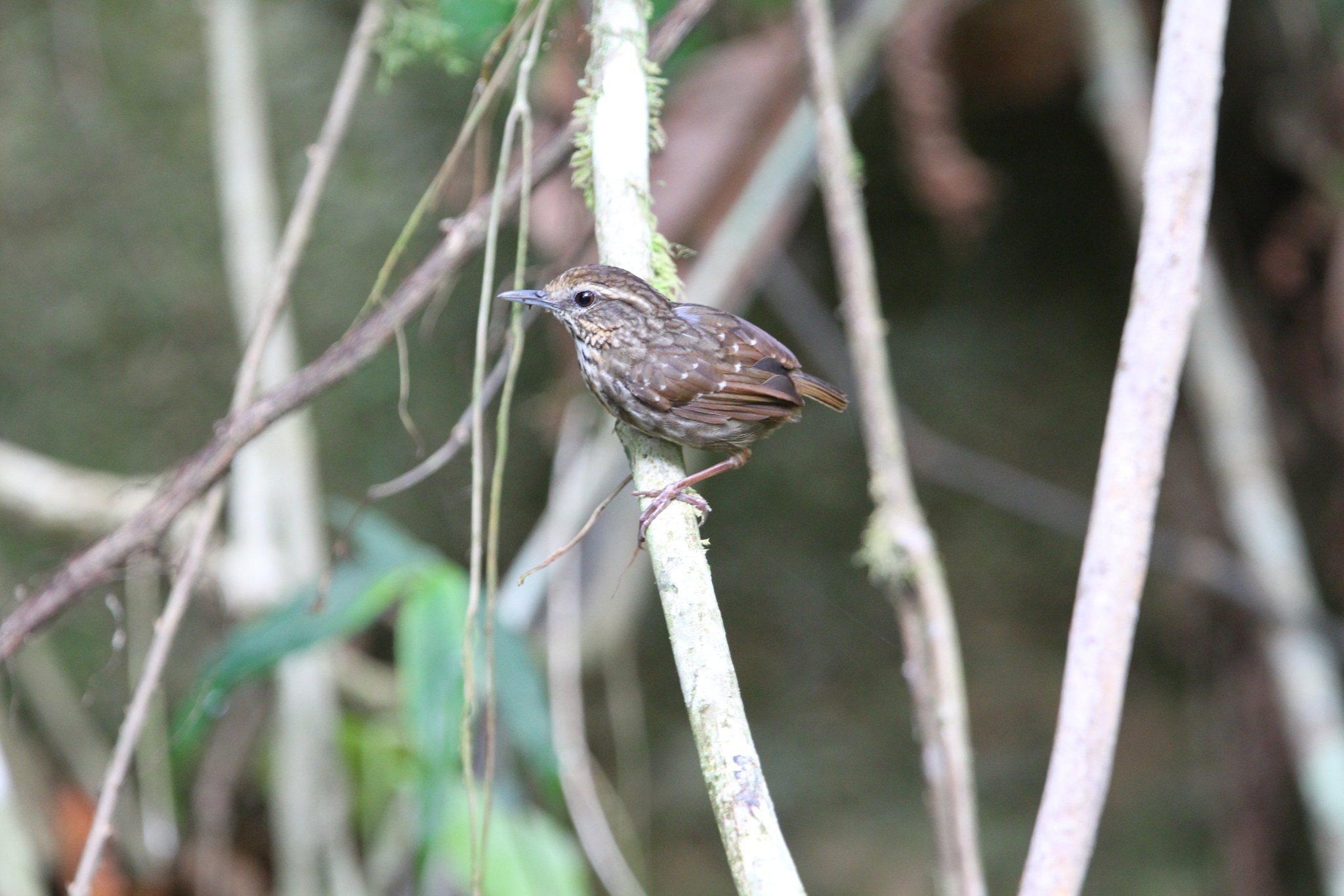 Eyebrowed Wren-Babbler