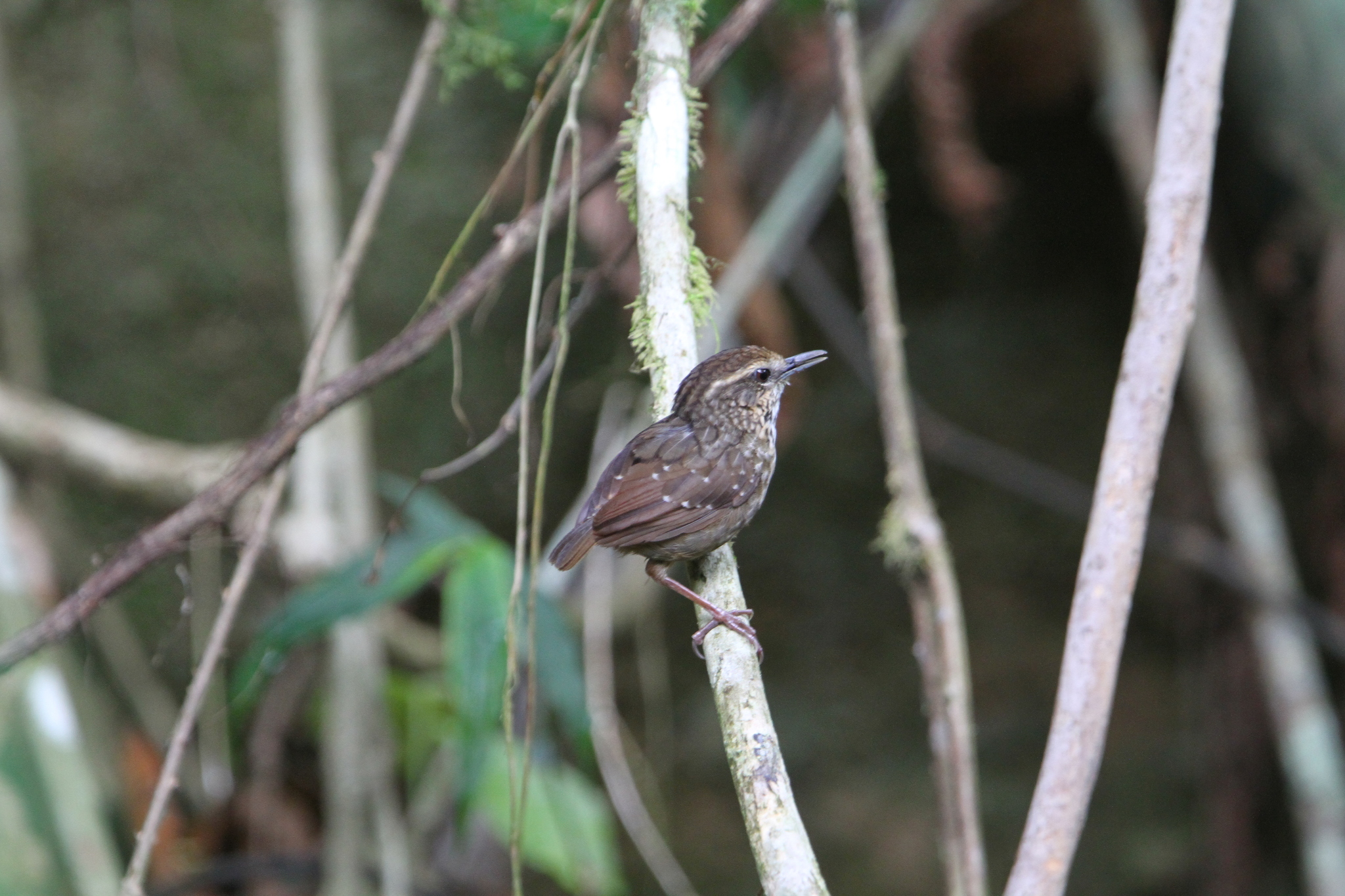 Eyebrowed Wren-Babbler