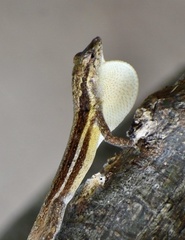 Anolis litoralis