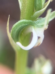 Platanthera yadonii