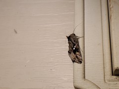 Chrysodeixis includens