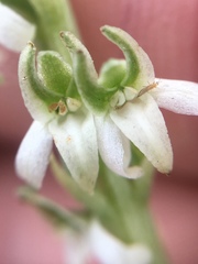 Platanthera yadonii
