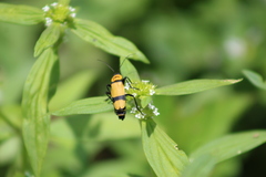 Chauliognathus nigrocinctus