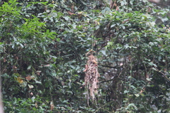 Psarisomus dalhousiae