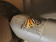 Apantesis phalerata