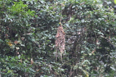 Psarisomus dalhousiae