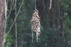 Psarisomus dalhousiae