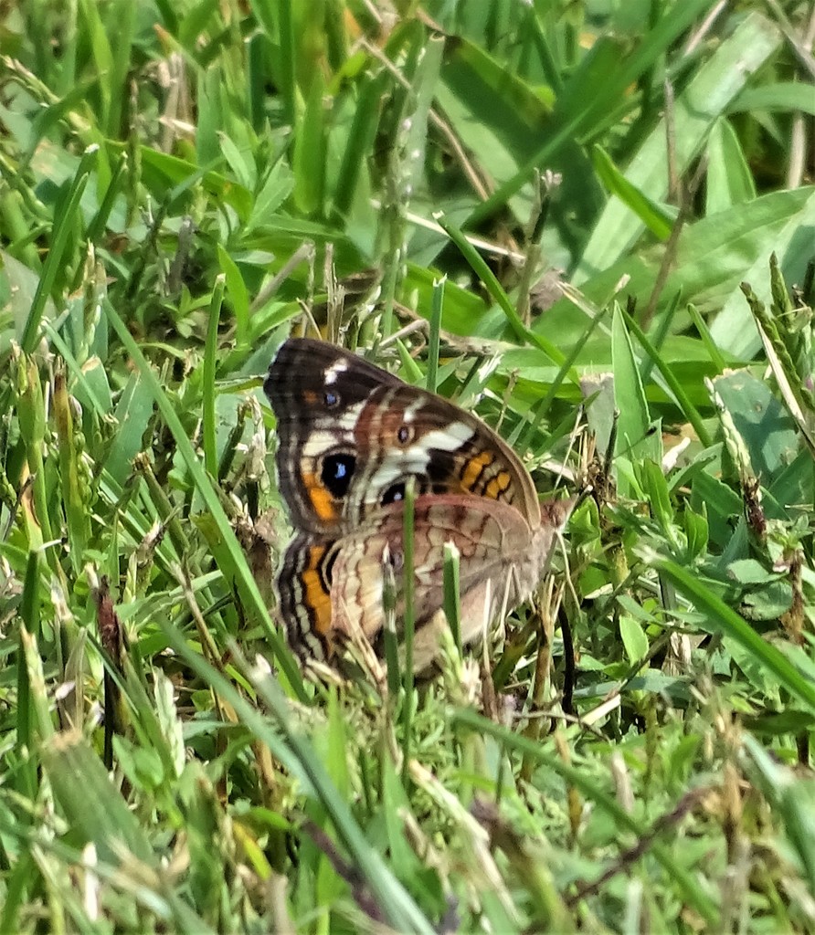Common Buckeye from Fairview Cemetery, Newkirk Rd, Shreve, Ohio, USA on