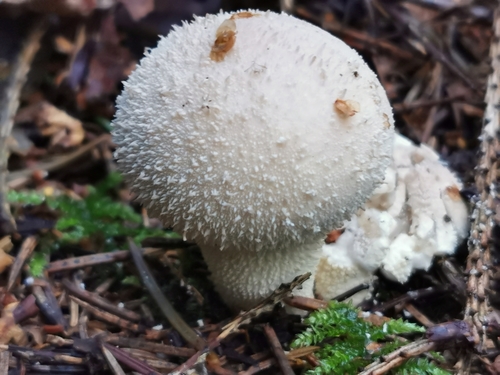 Pievinis pumpotaukšlis nuotrauka