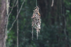 Psarisomus dalhousiae